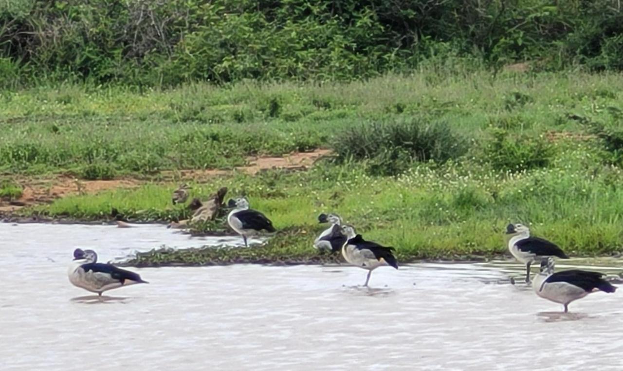 Motlala Game Lodge هويدزبروت المظهر الخارجي الصورة